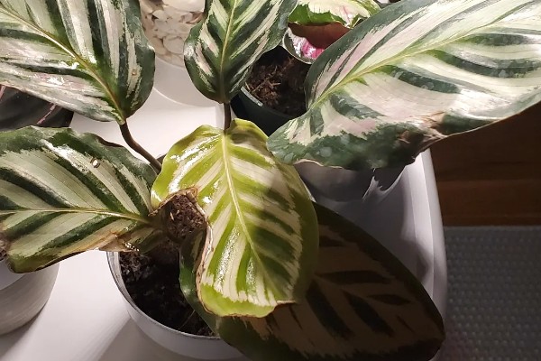 孔雀竹芋怎么养殖,夏秋季节保持盆土湿润
