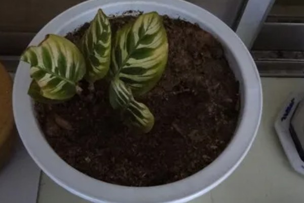 孔雀竹芋怎么养殖,夏秋季节保持盆土湿润