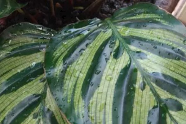 孔雀竹芋怎么养殖,夏秋季节保持盆土湿润