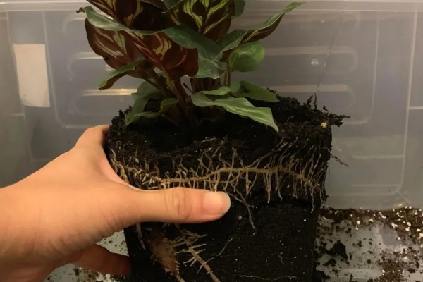 孔雀竹芋怎么养殖,夏秋季节保持盆土湿润