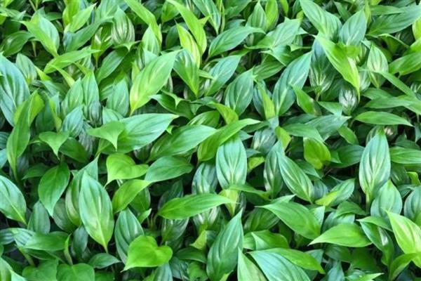 白掌的简介，属于多年生草本植物