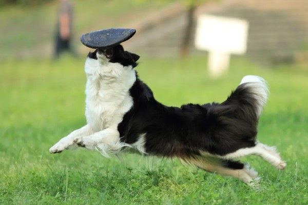 边境牧羊犬的训练方法，3-6月龄时进行基础动作训练
