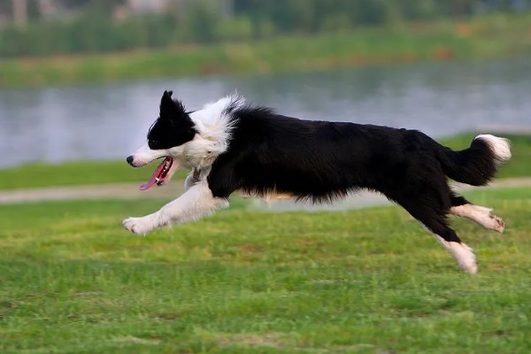 边境牧羊犬的训练方法，3-6月龄时进行基础动作训练