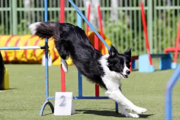 边境牧羊犬的训练方法，3-6月龄时进行基础动作训练