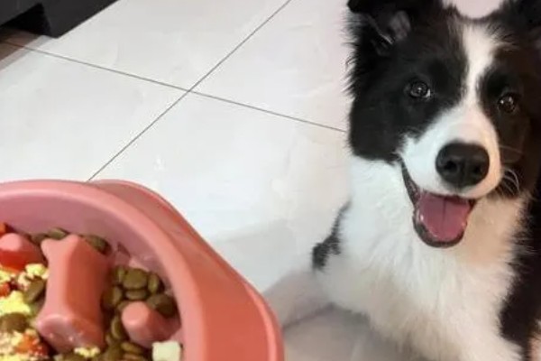 边境牧羊犬的训练方法，3-6月龄时进行基础动作训练