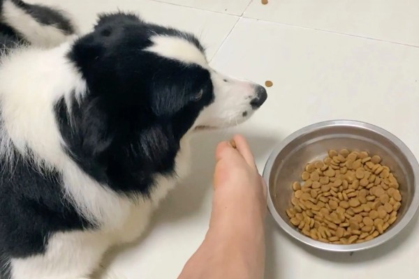 边境牧羊犬的训练方法，3-6月龄时进行基础动作训练