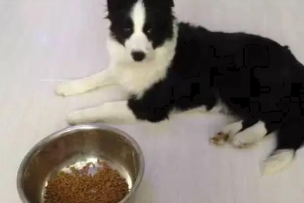 边境牧羊犬的训练方法，3-6月龄时进行基础动作训练