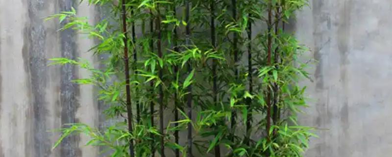紫竹怎么养殖，生长期每个月追施一次有机肥