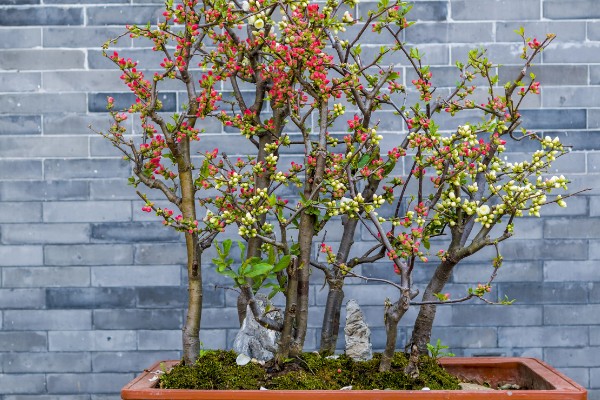 盆栽海棠的养殖方法，生长季节每隔半个月追肥一次