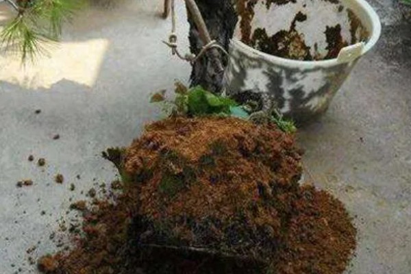 盆栽海棠的养殖方法，生长季节每隔半个月追肥一次