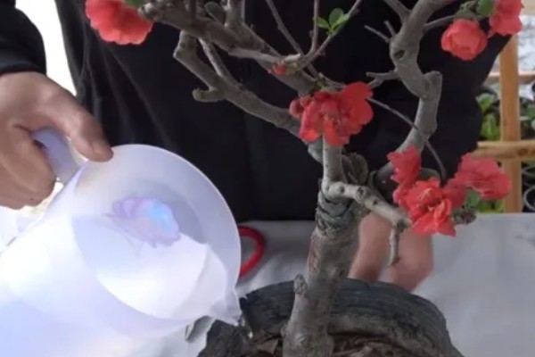 盆栽海棠的养殖方法，生长季节每隔半个月追肥一次