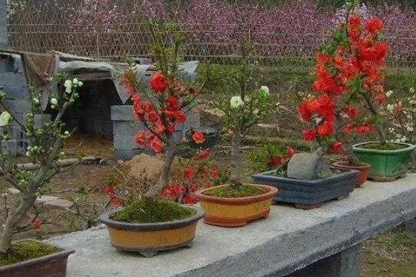 盆栽海棠的养殖方法，生长季节每隔半个月追肥一次