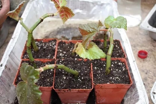盆栽海棠的养殖方法，生长季节每隔半个月追肥一次