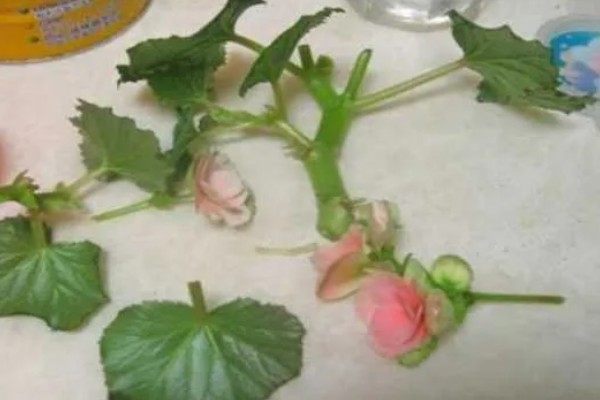 盆栽海棠的养殖方法，生长季节每隔半个月追肥一次