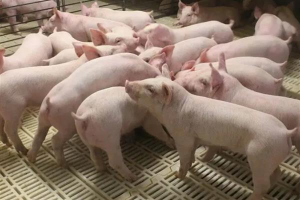 猪喜欢吃什么，饲喂五谷杂粮、新鲜的瓜果蔬菜等食物