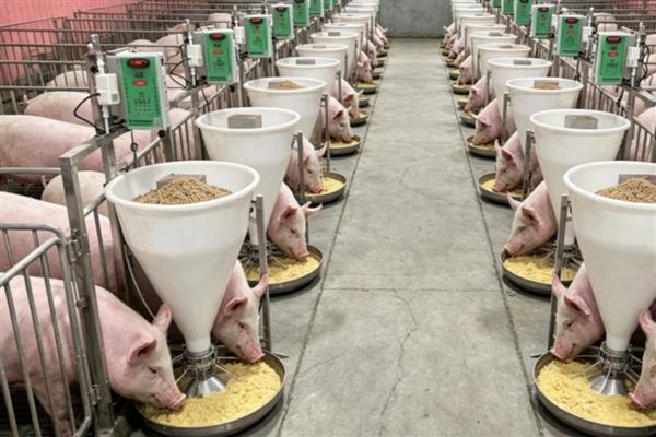 猪喜欢吃什么，饲喂五谷杂粮、新鲜的瓜果蔬菜等食物