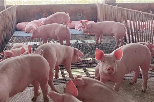 猪喜欢吃什么，饲喂五谷杂粮、新鲜的瓜果蔬菜等食物