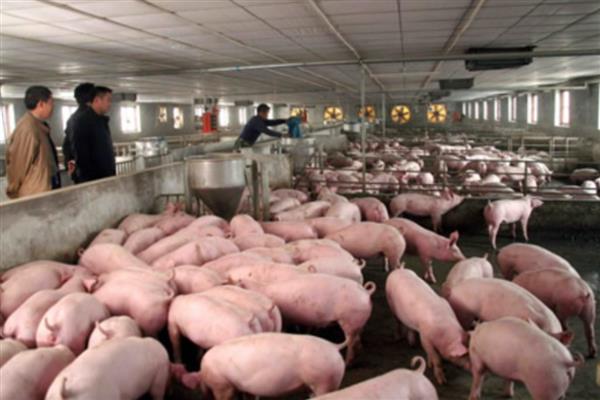 猪喜欢吃什么，饲喂五谷杂粮、新鲜的瓜果蔬菜等食物