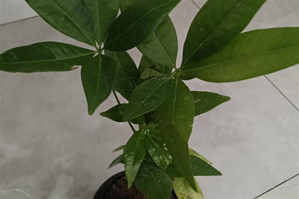 小发财树叶子发黄如何处理,光照过强可以养在阴凉处并浇水