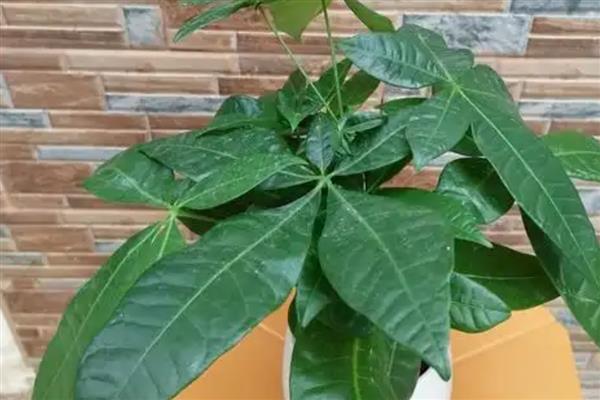 小发财树叶子发黄如何处理,光照过强可以养在阴凉处并浇水
