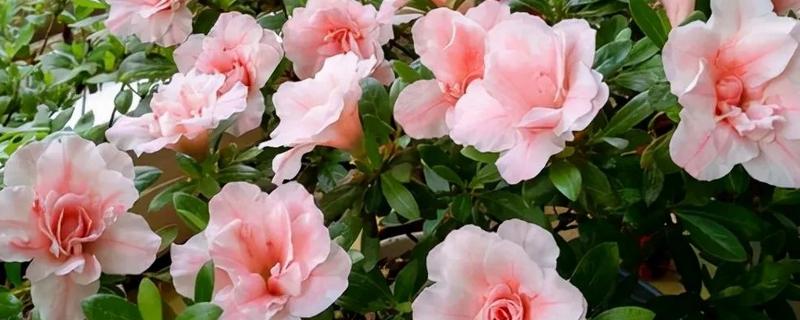 四季杜鹃花的移植方式，上盆后要浇定根水