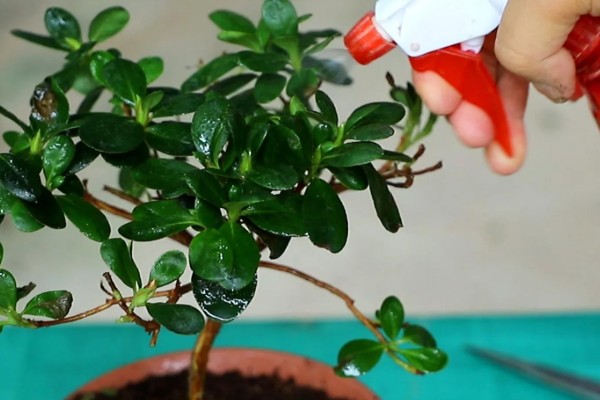 四季杜鹃花的移植方式，上盆后要浇定根水