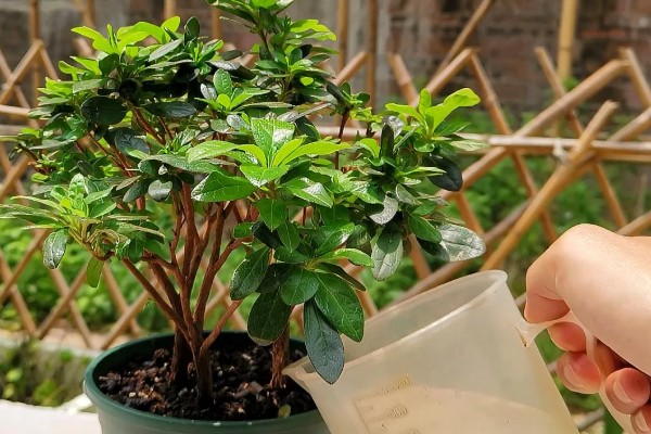 四季杜鹃花的移植方式，上盆后要浇定根水