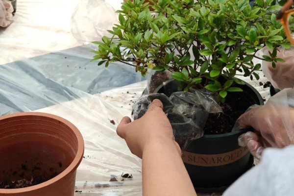 四季杜鹃花的移植方式，上盆后要浇定根水