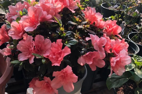 四季杜鹃花的移植方式，上盆后要浇定根水