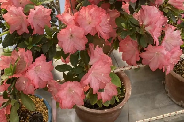 四季杜鹃花的移植方式，上盆后要浇定根水