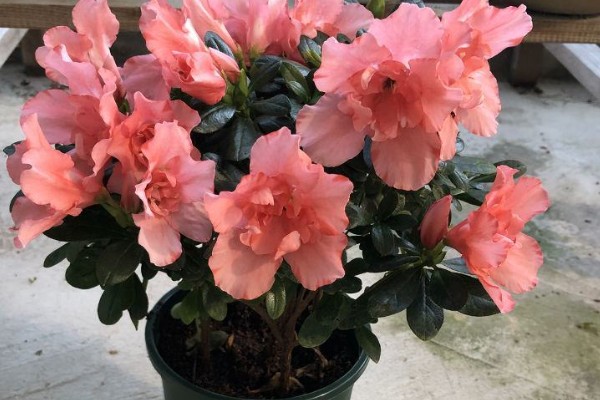 四季杜鹃花的移植方式，上盆后要浇定根水