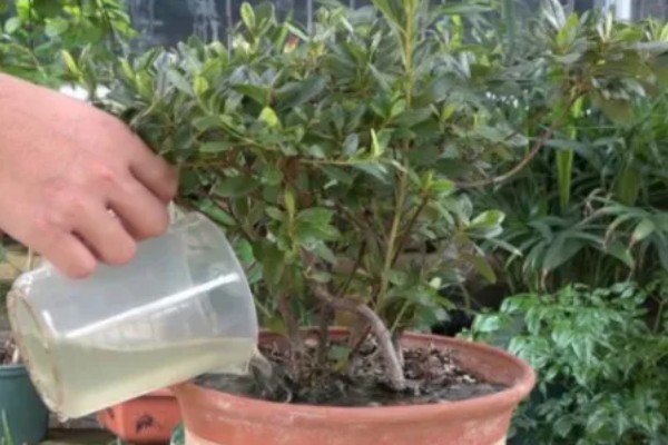 四季杜鹃花的移植方式，上盆后要浇定根水