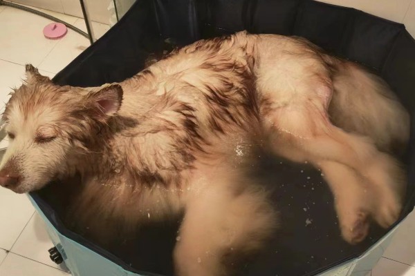 狗狗身上出现跳蚤如何处理,选择专用沐浴露为它洗澡可以杀虫