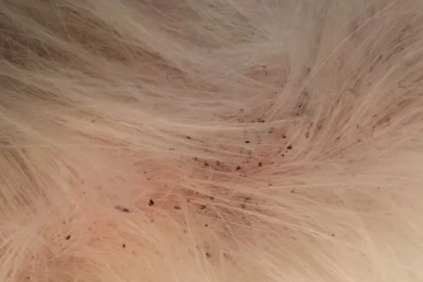 狗狗身上出现跳蚤如何处理,选择专用沐浴露为它洗澡可以杀虫