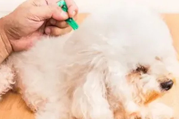 狗狗身上出现跳蚤如何处理,选择专用沐浴露为它洗澡可以杀虫