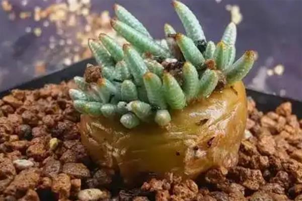 白花韧锦的换盆方法,换盆前一天要大量浇水