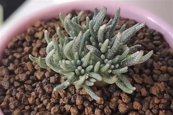 白花韧锦的换盆方法,换盆前一天要大量浇水