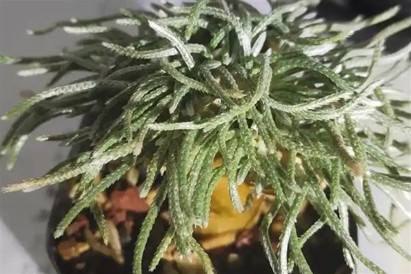 白花韧锦的换盆方法,换盆前一天要大量浇水