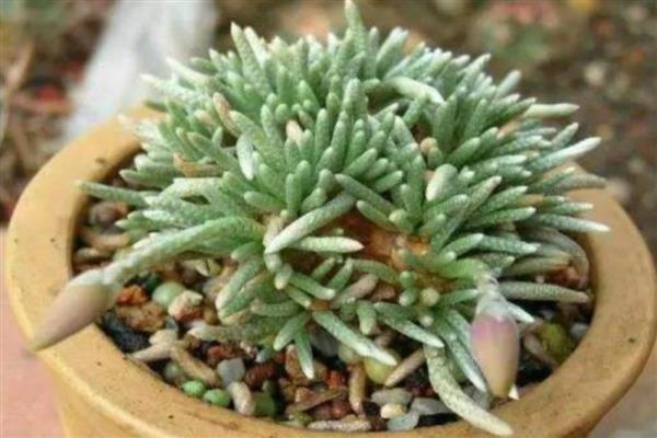 白花韧锦的换盆方法,换盆前一天要大量浇水