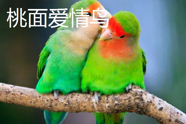 牡丹鹦鹉有什么珍贵品种,桃面爱情鸟、黑头牡丹鹦鹉等品种售价较高