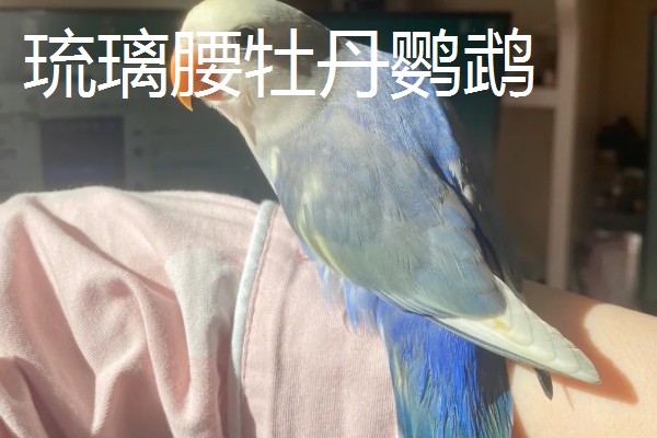 牡丹鹦鹉有什么珍贵品种,桃面爱情鸟、黑头牡丹鹦鹉等品种售价较高