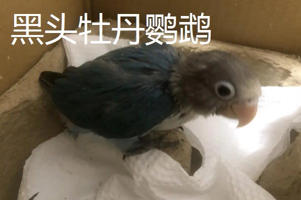 牡丹鹦鹉有什么珍贵品种,桃面爱情鸟、黑头牡丹鹦鹉等品种售价较高