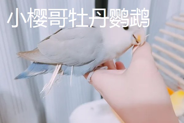 牡丹鹦鹉有什么珍贵品种,桃面爱情鸟、黑头牡丹鹦鹉等品种售价较高
