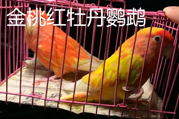 牡丹鹦鹉有什么珍贵品种,桃面爱情鸟、黑头牡丹鹦鹉等品种售价较高
