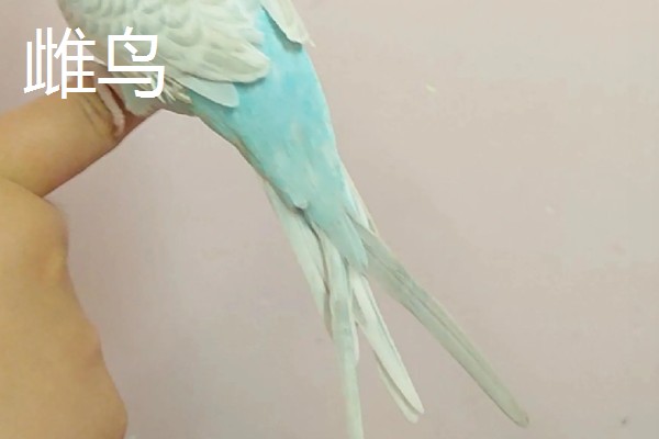 牡丹鹦鹉有什么珍贵品种,桃面爱情鸟、黑头牡丹鹦鹉等品种售价较高