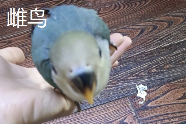 牡丹鹦鹉有什么珍贵品种,桃面爱情鸟、黑头牡丹鹦鹉等品种售价较高
