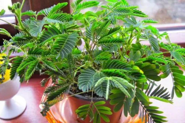 含羞草会合拢的原因,受到刺激时细胞液会被排出导致膨胀压力不平衡
