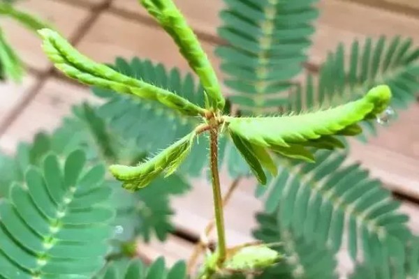 含羞草会合拢的原因,受到刺激时细胞液会被排出导致膨胀压力不平衡