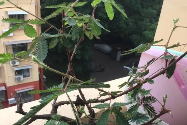 含羞草会合拢的原因,受到刺激时细胞液会被排出导致膨胀压力不平衡