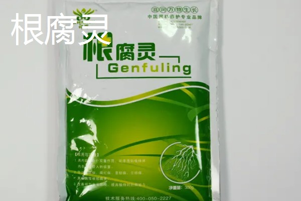小叶黄杨叶子发黄如何解决,光照强烈时要为它遮阴
